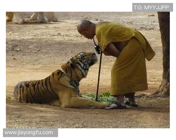 兵工厂与老虎分析的深度对比与启示探讨 兵工厂与老虎分析的深度对比与启示探讨